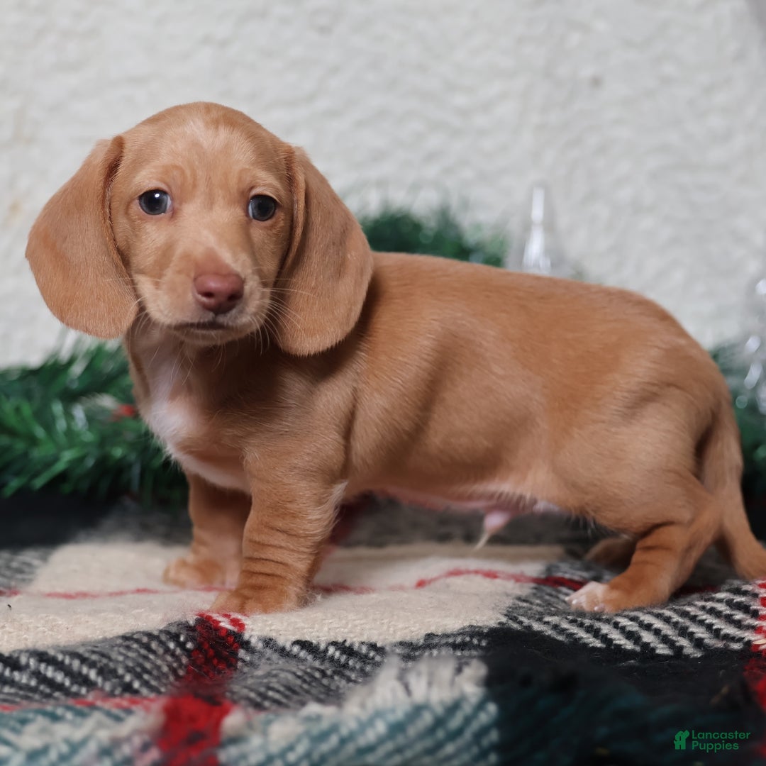 Dachshund dogs for sale: Sabre - Ad 9