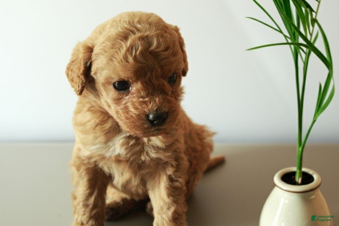 Cockapoo dogs for sale: Mia  - Ad 1