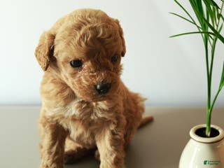 Cockapoo dogs Mia - Ad 24