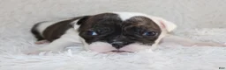 English Bulldog dogs for sale: Harry - Ad 8