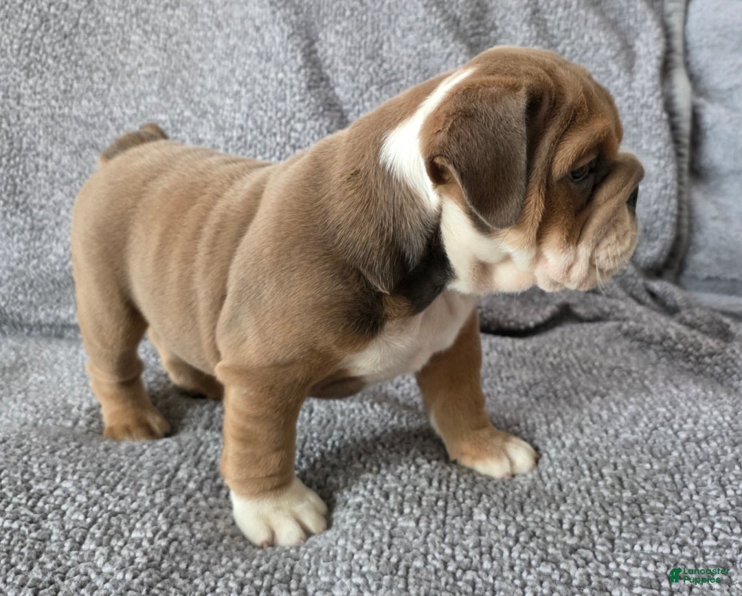 English Bulldog dogs for sale: Bethea - Ad 6