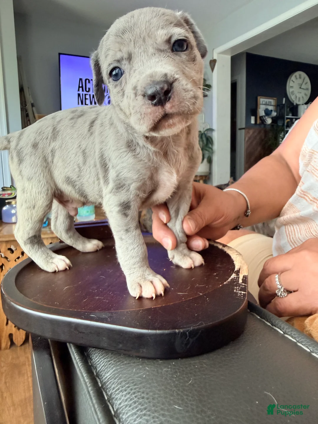 Mixed Breed dogs for sale: flash - Ad 2