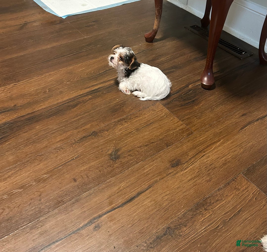 Yorkiepoo dogs for sale: TOY Size Willow - Ad 10
