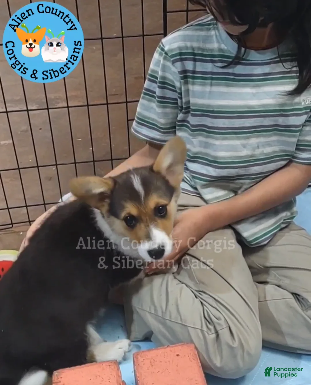 Welsh Corgi Pembroke dogs for sale: Welsh Corgi Pembroke Oogway - Ad 1