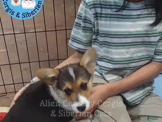 Welsh Corgi Pembroke dogs Welsh Corgi Pembroke Oogway - Ad 3