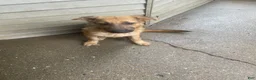 German Shepherd dogs for sale: Frack - Ad 8