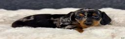Miniature Dachshund dogs for sale: Miah - Ad 5