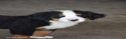 Bernese Mountain Dog dogs for sale: Melly - Ad 3
