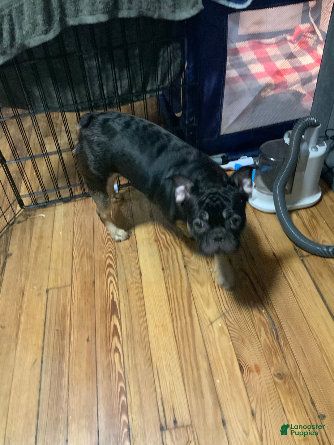 French Bulldog dogs for sale: Night  - Ad 2