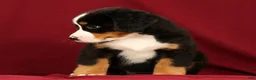 Bernese Mountain Dog dogs for sale: Chloe - Ad 6