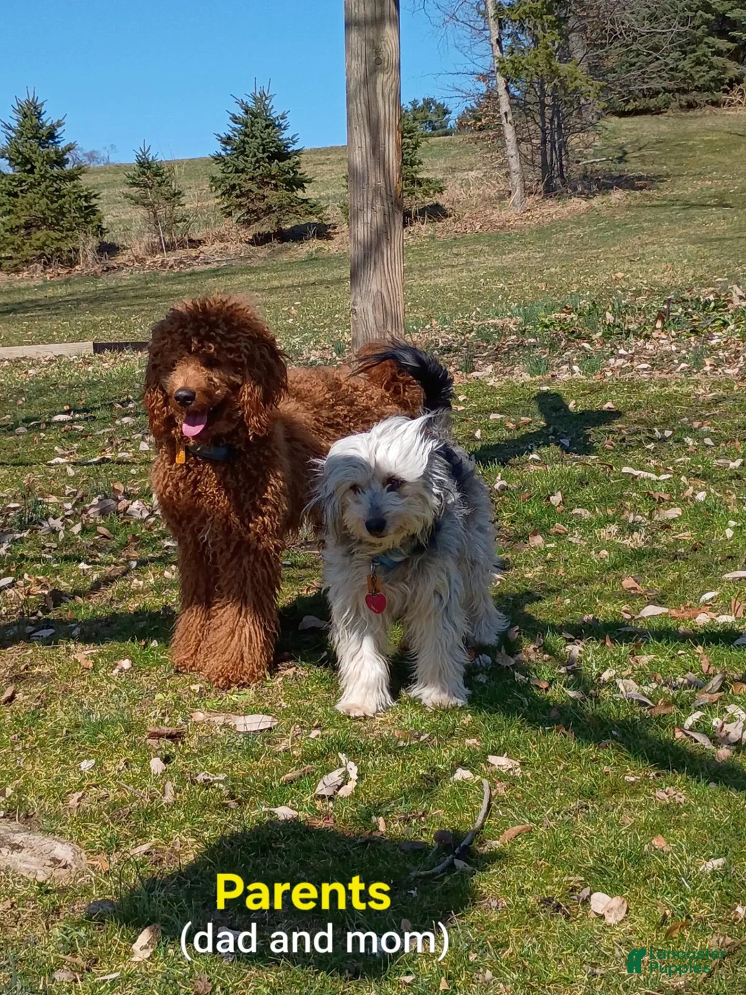 Mixed Breed dogs for sale: Jasper - Ad 12