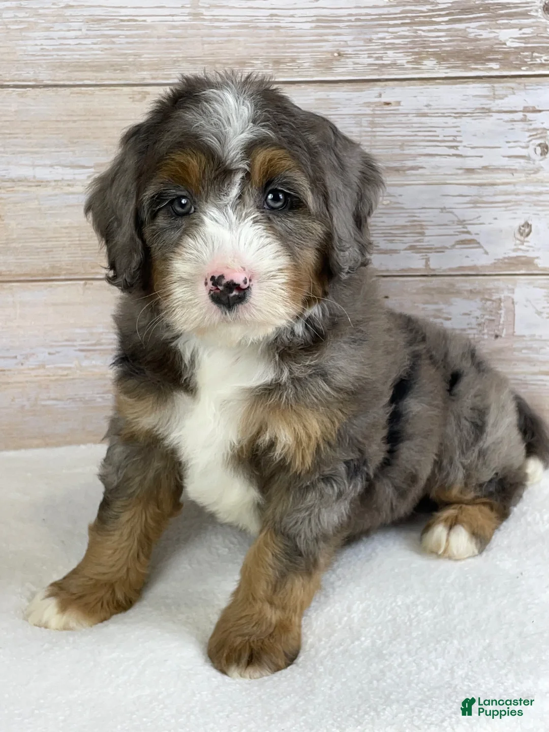 Bernedoodle dogs for sale: Iris - Ad 1