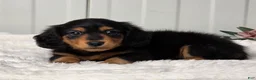 Miniature Dachshund dogs for sale: Bobbie - Ad 3