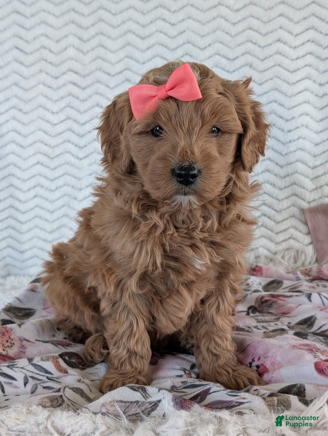 Goldendoodle dogs for sale: Bella - Ad 33