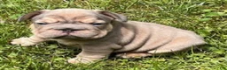 French Bulldog dogs for sale: Benny - Ad 4