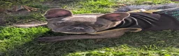 French Bulldog dogs for sale: French Bulldog Girl - Ad 8