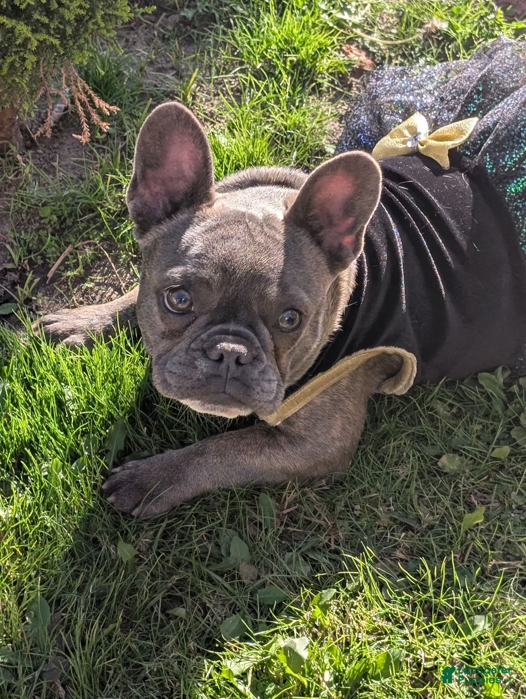 French Bulldog dogs for sale: French Bulldog Girl - Ad 8