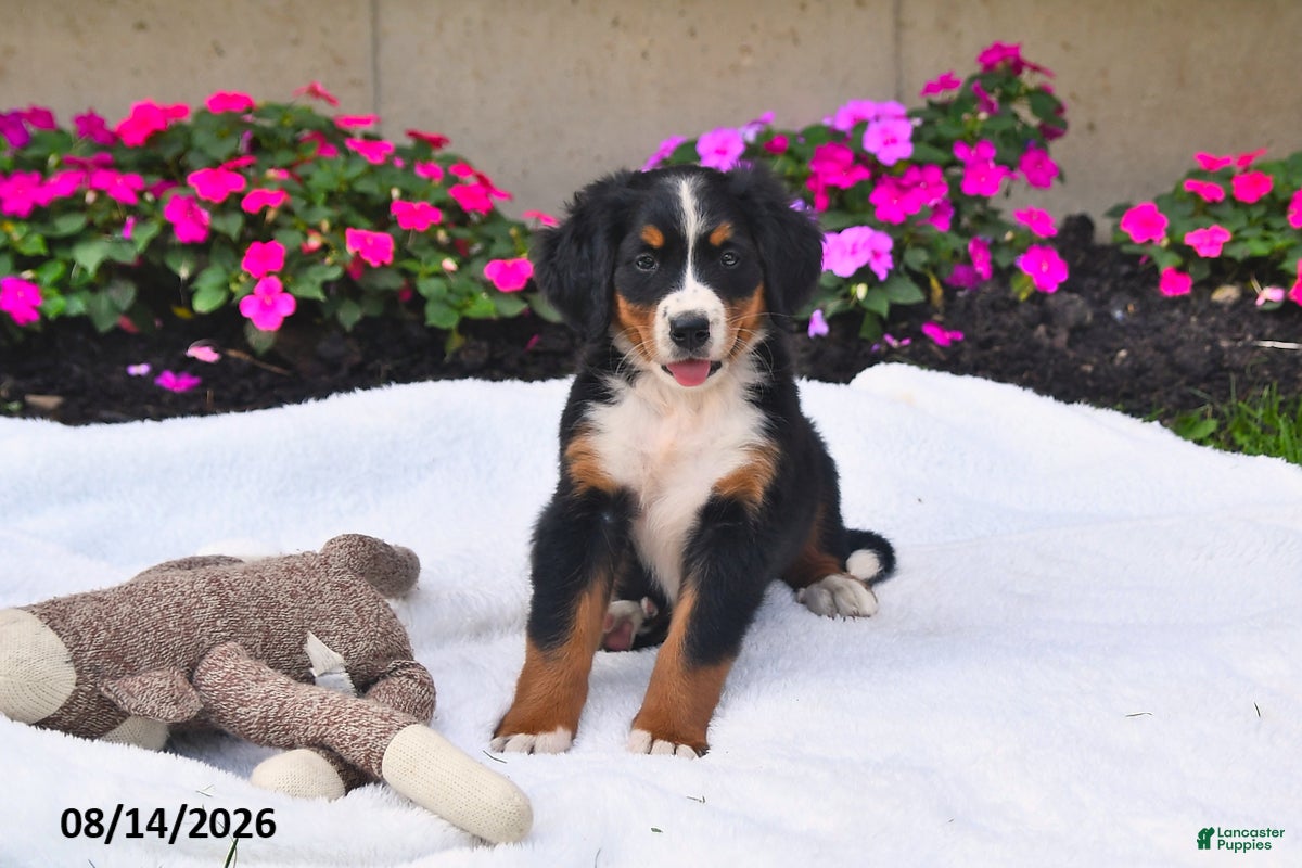 Bernese Mountain Dog dogs Kallia - Ad 1
