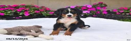 Bernese Mountain Dog dogs for sale: Kallia - Ad 1