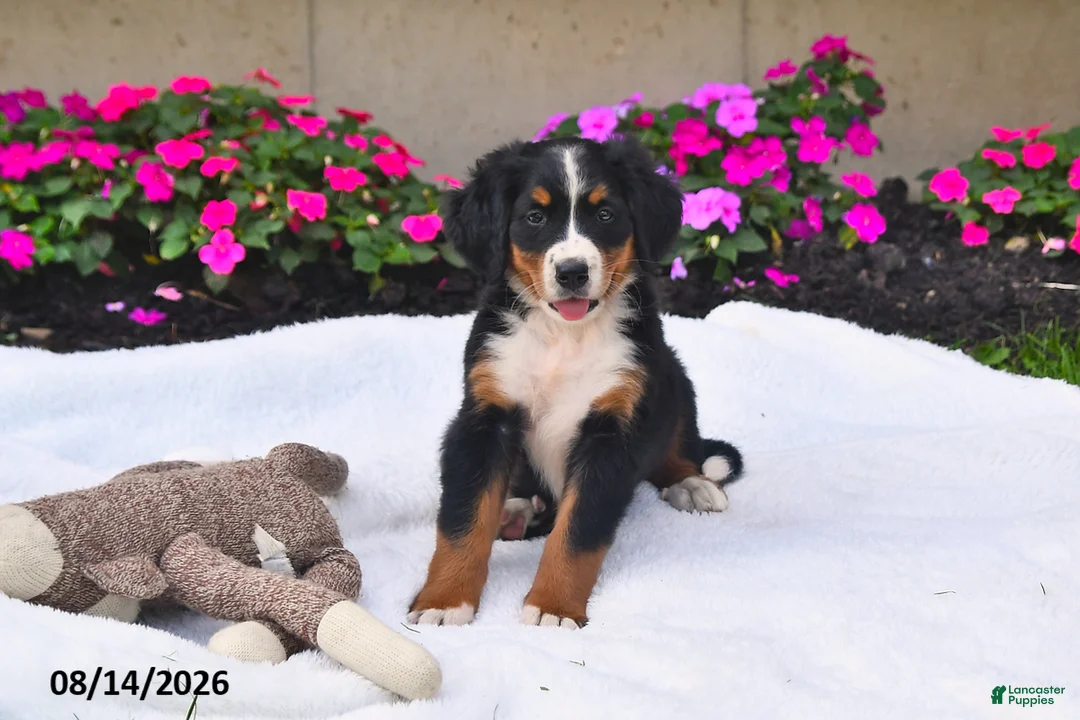 Bernese Mountain Dog dogs for sale: Kallia - Ad 1