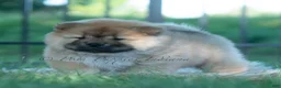 Chow Chow dogs for sale: Meesha - Ad 7