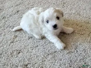 Maltese dogs Eve - Ad 41