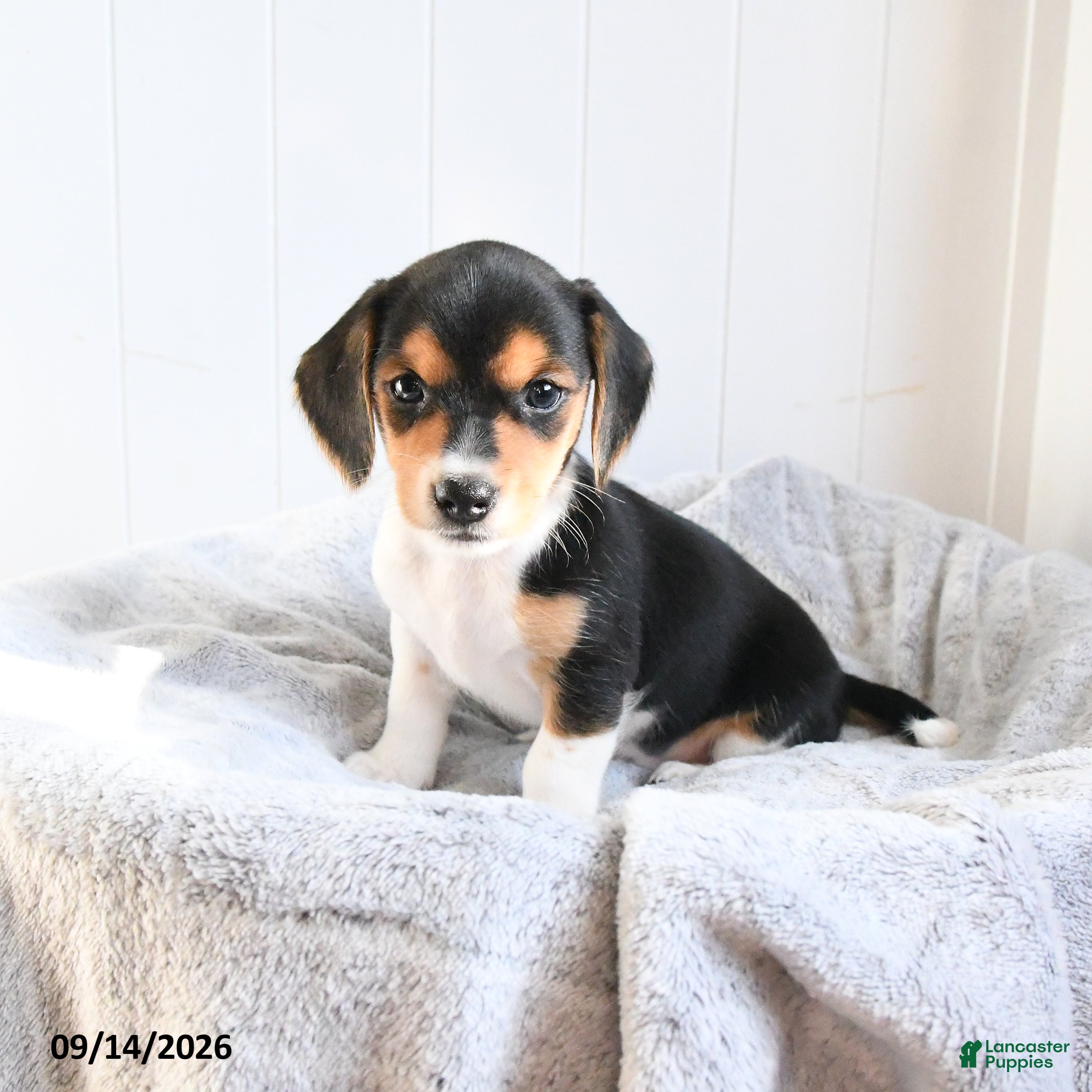Mixed Breed dogs Carmel - Ad 2