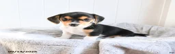 Mixed Breed dogs for sale: Carmel - Ad 2