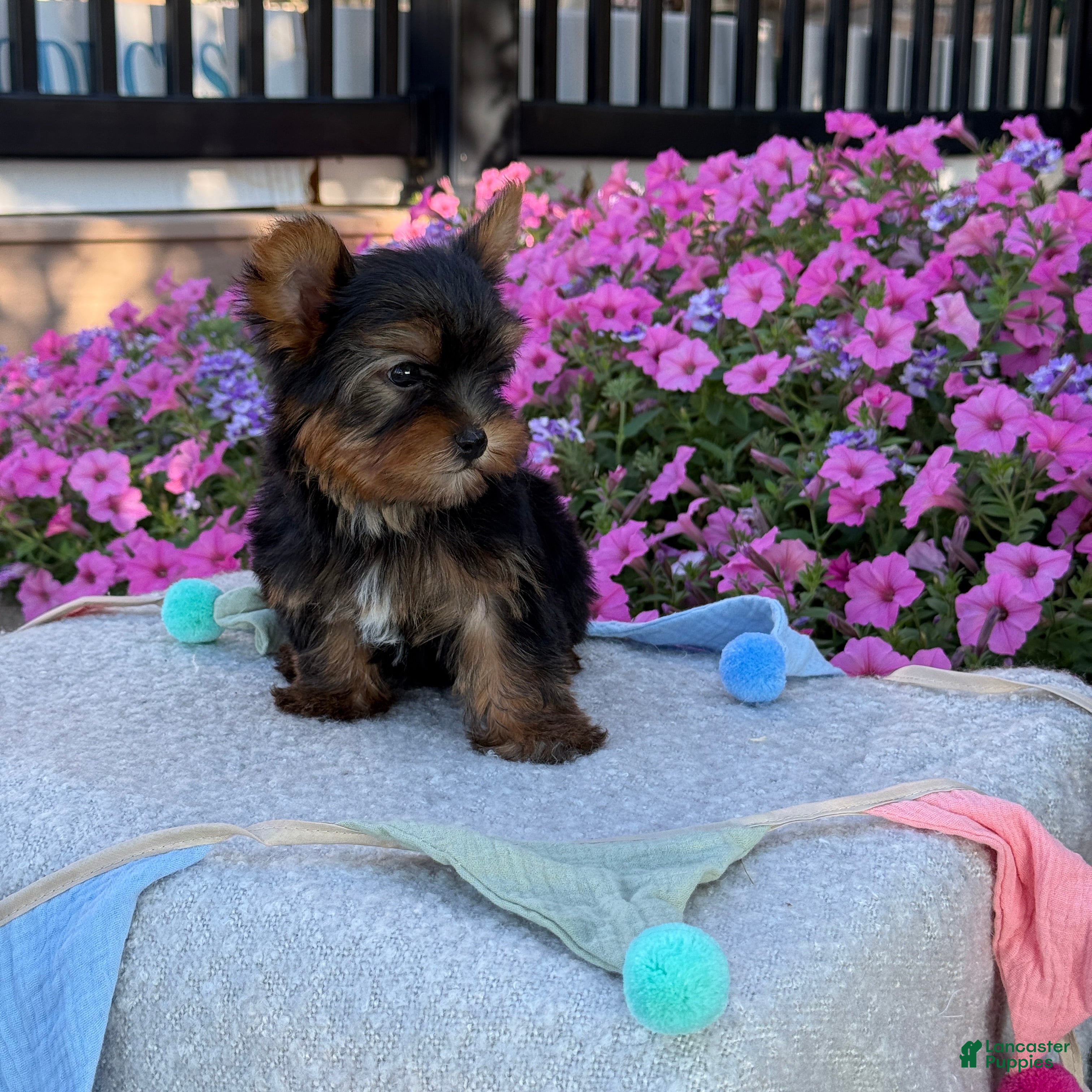 Yorkshire Terrier dogs Ira - Ad 2
