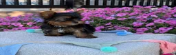 Yorkshire Terrier dogs for sale: Ira - Ad 3