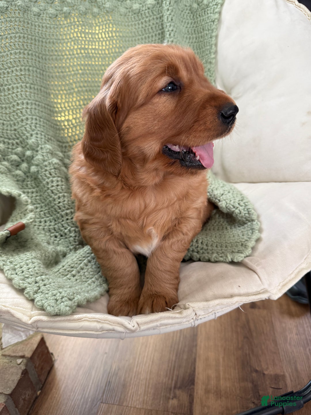 Golden Retriever dogs for sale: Scout - Ad 12