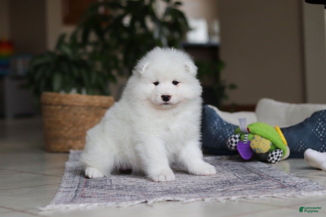 Samoyed dogs for sale: Beth - Ad 3