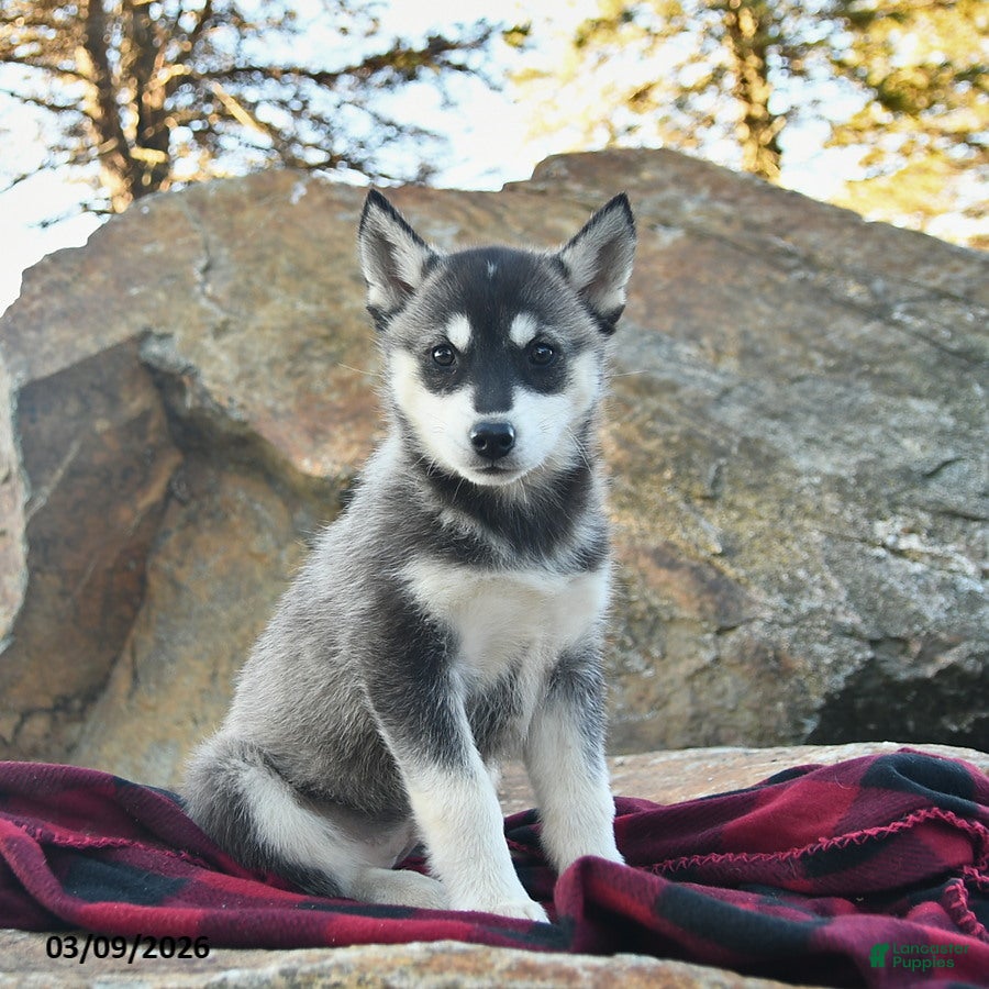 Gerberian Shepsky dogs Jazz  - Ad 1