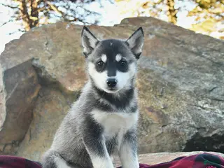 Gerberian Shepsky dogs for sale: Jazz - Ad 1