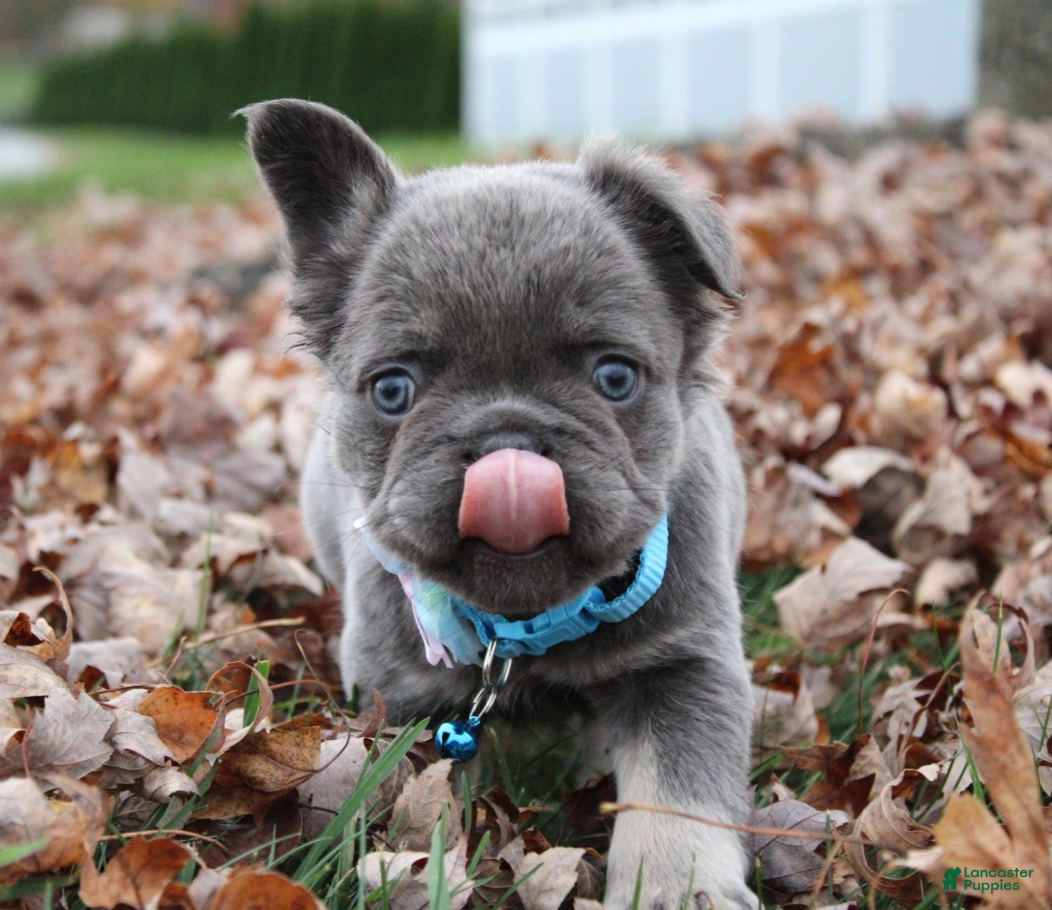 French Bulldog dogs for sale: Bingo - Ad 1