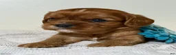 Cavalier King Charles Spaniel dogs for sale: Sunny Cavalier King Charles Spaniel  - Ad 4