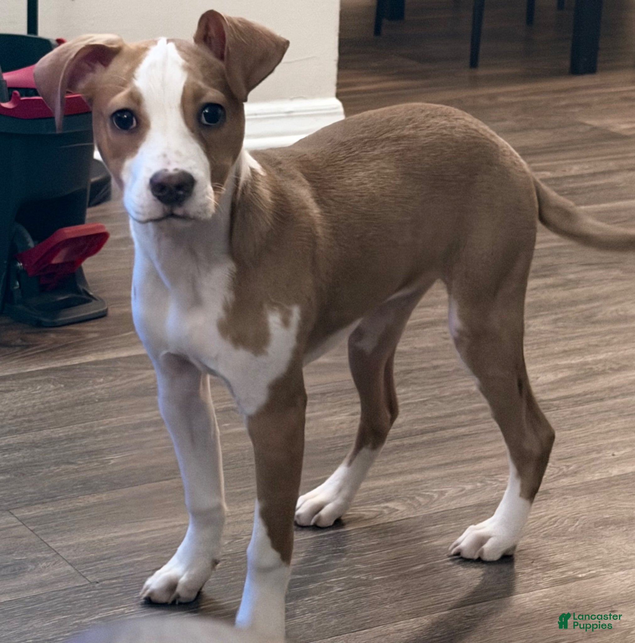 Mixed Breed dogs Mixed Breed Puppy 1 - Ad 5