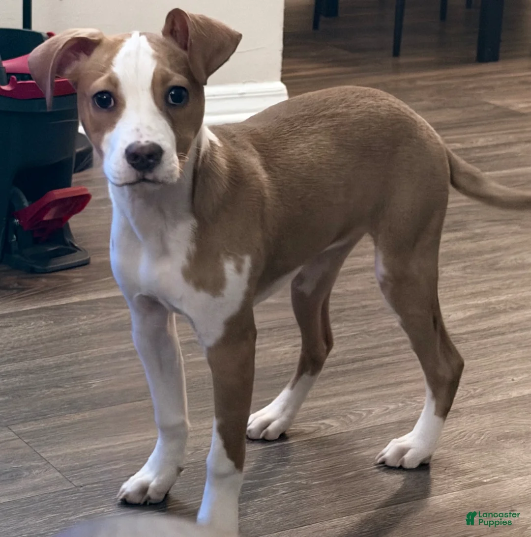 Mixed Breed dogs for sale: Mixed Breed Puppy 1 - Ad 1