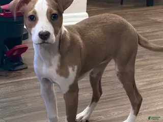 Mixed Breed dogs Mixed Breed Puppy 1 - Ad 5