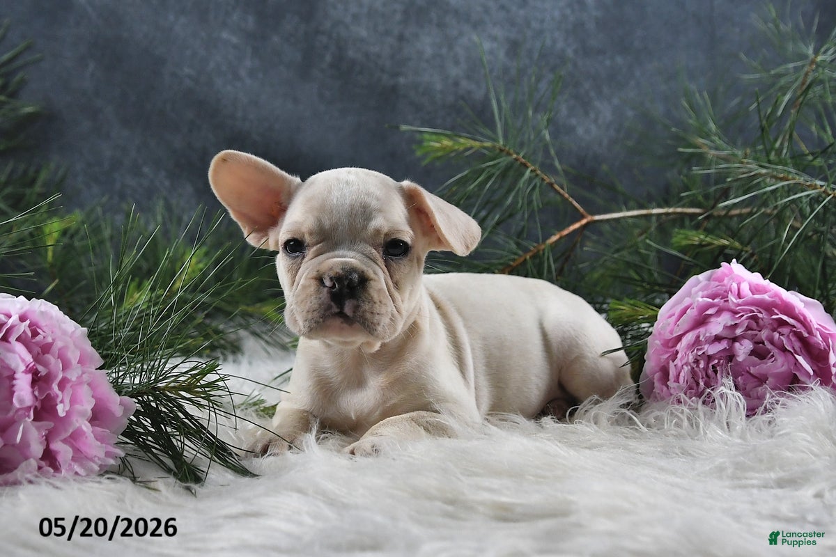 French Bulldog dogs for sale: Jenny - Ad 5