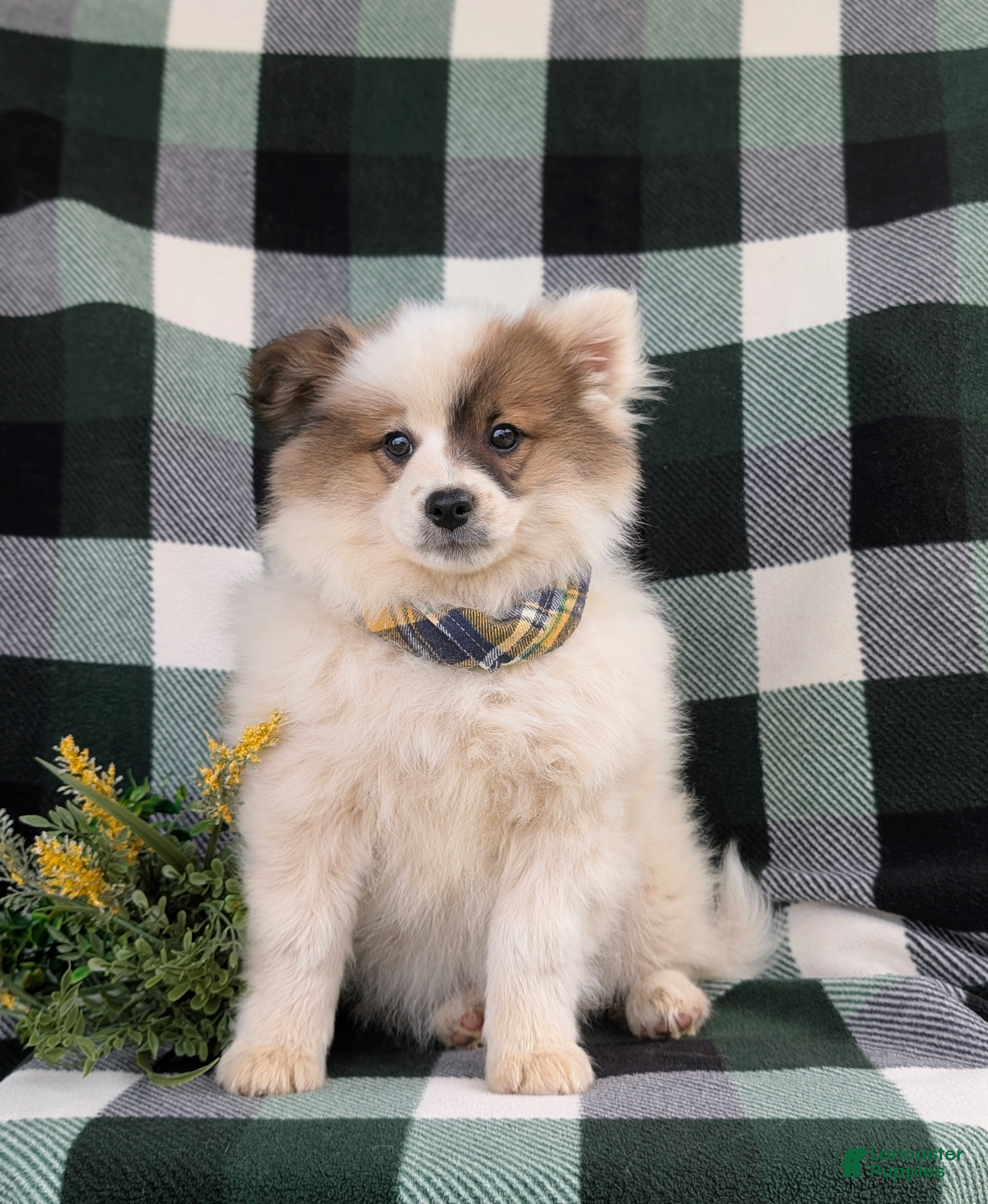 Pomeranian dogs Tobie - Ad 1