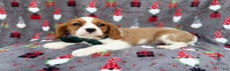 Cavalier King Charles Spaniel dogs for sale: Petey - Ad 5