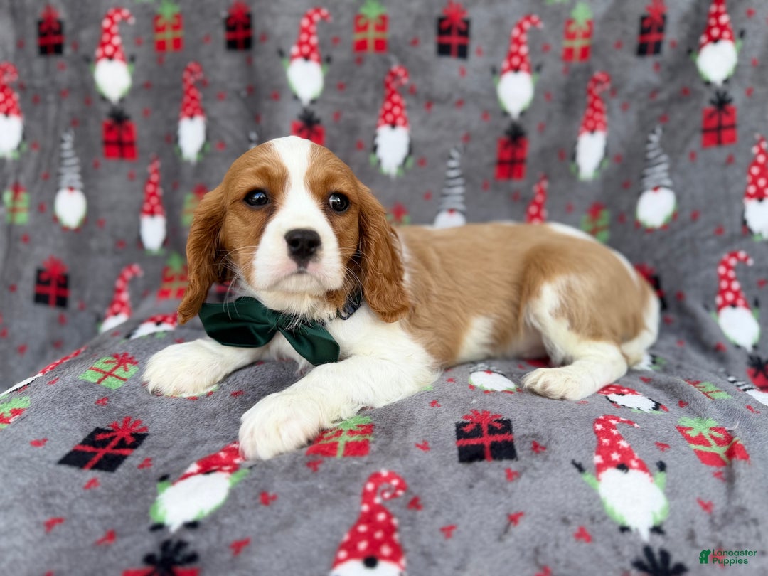 Cavalier King Charles Spaniel dogs for sale: Petey - Ad 5