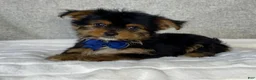 Yorkshire Terrier dogs for sale: Gunner - Ad 5