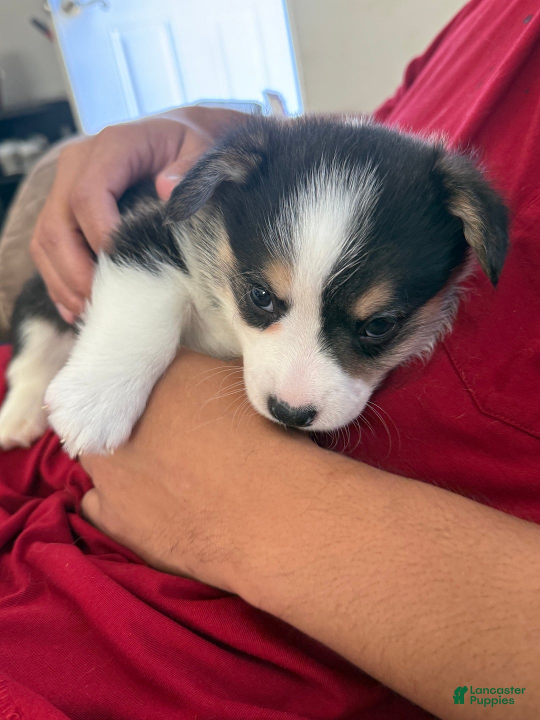 Welsh Corgi Pembroke dogs for sale: Pooh - Ad 5