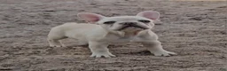 French Bulldog dogs for sale: French Bulldog Puppy 5 - Ad 6
