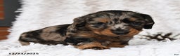 Miniature Dachshund dogs for sale: Constellation - Ad 2