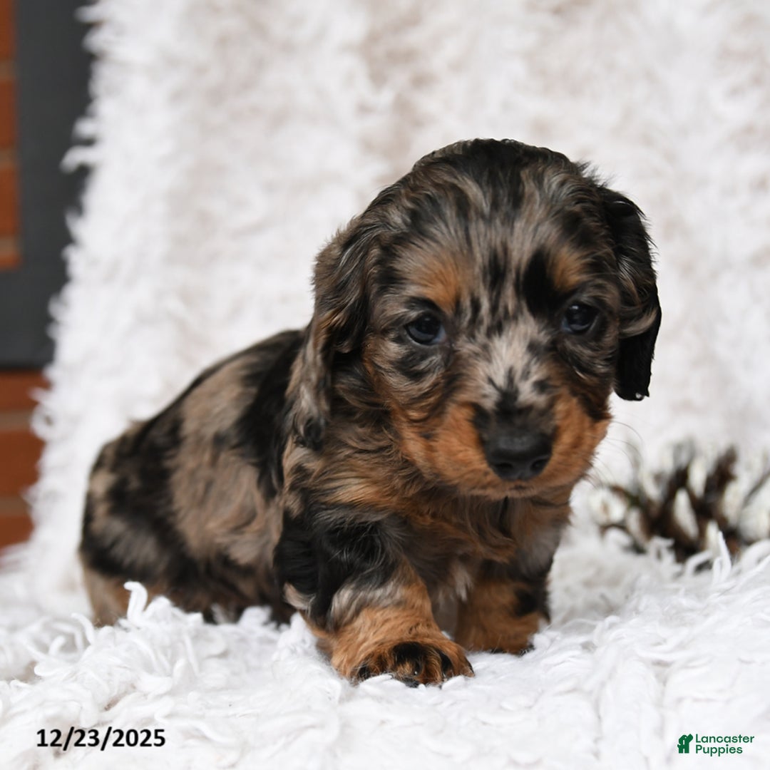 Miniature Dachshund dogs for sale: Constellation - Ad 2