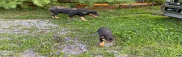 Rottweiler dogs for sale: Rottweiler 1 - Ad 3