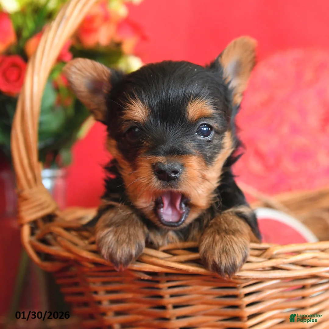 Yorkshire Terrier dogs for sale: Whisper - Ad 2